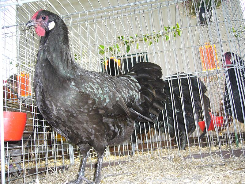 Delbrueck 2008 034.jpg - Rheinländer schwarz von Clemens Stroop Preis HV96 Jb